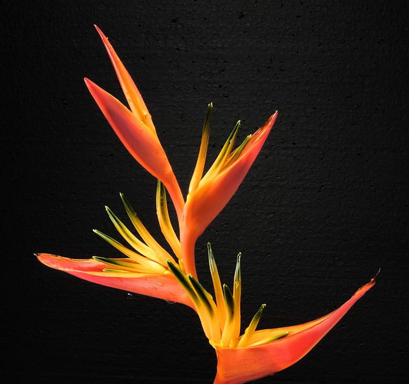 Bird of Paradise