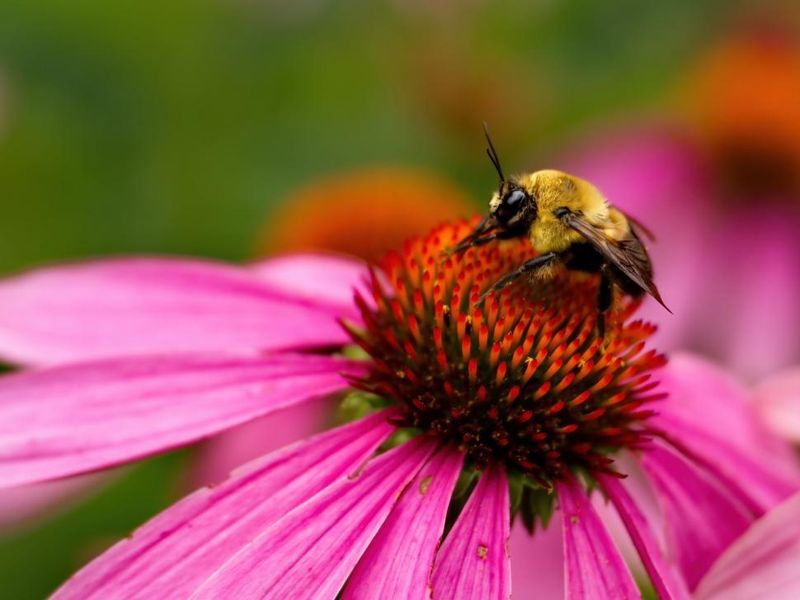 Coneflower (Echinacea)