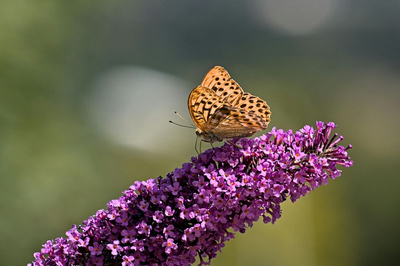 Butterfly Bush