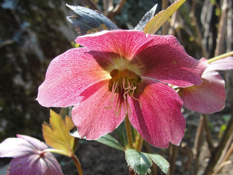Hellebore (Lenten Rose)