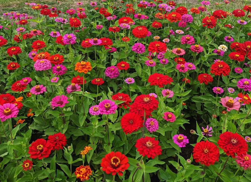 Zinnia