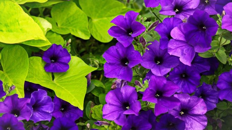 Petunias