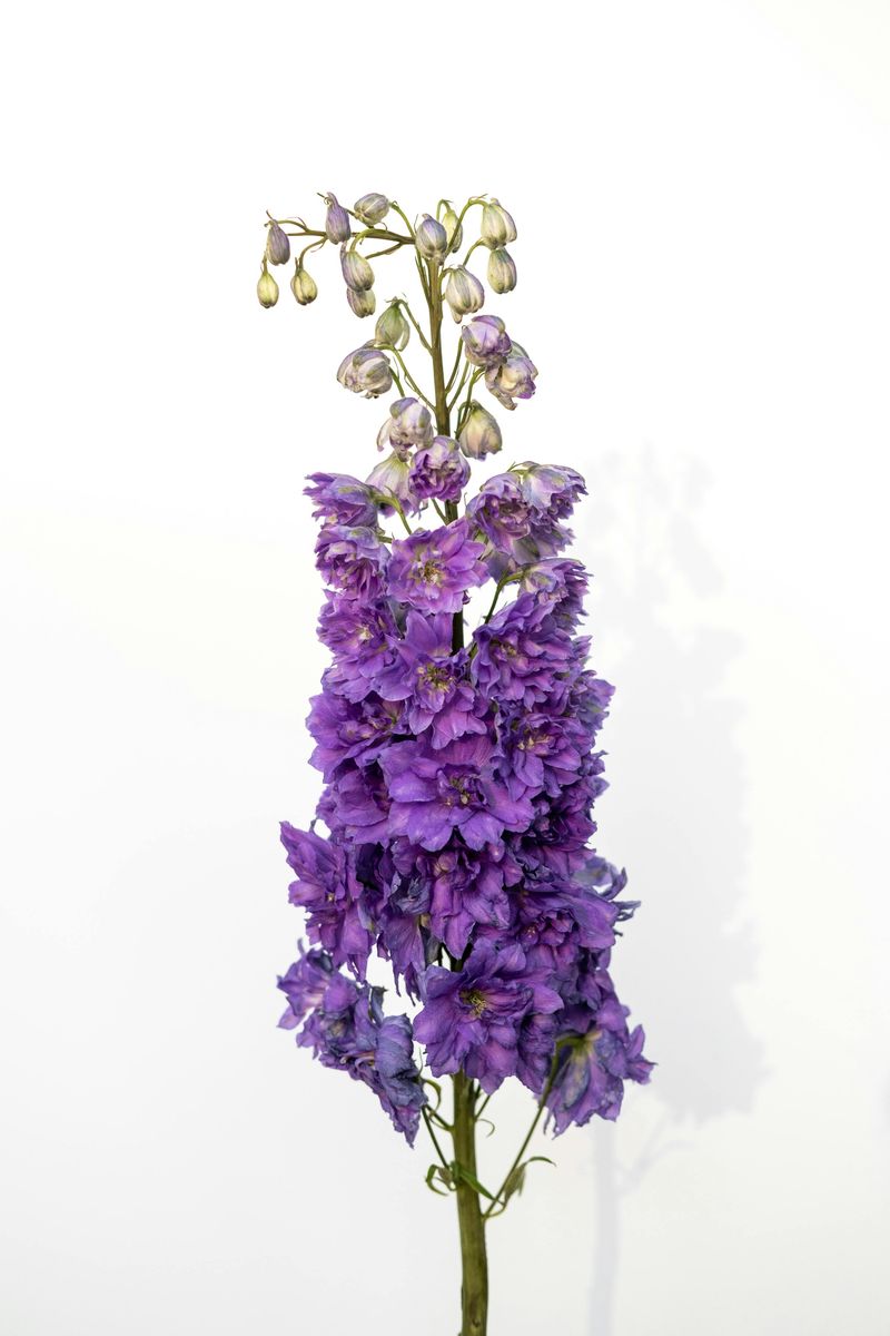 Delphinium
