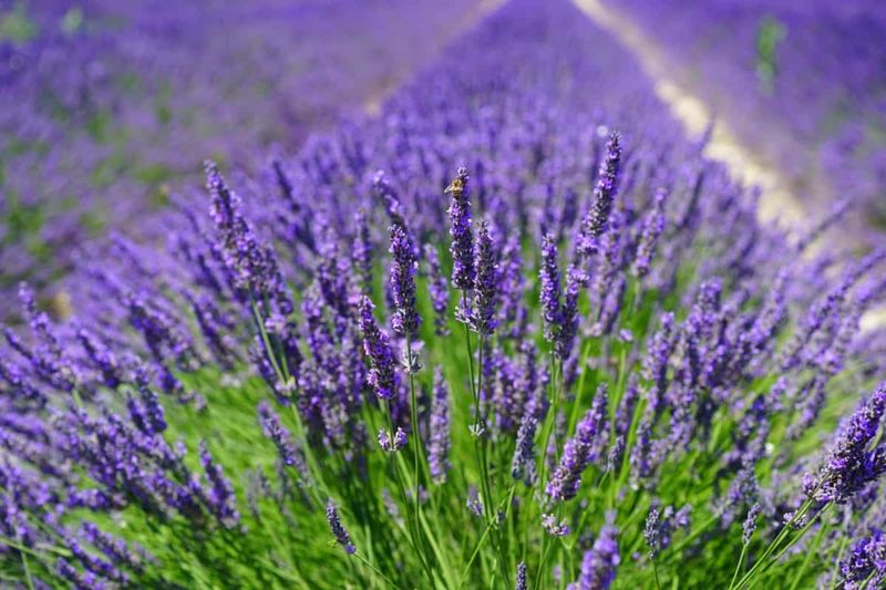 Lavender