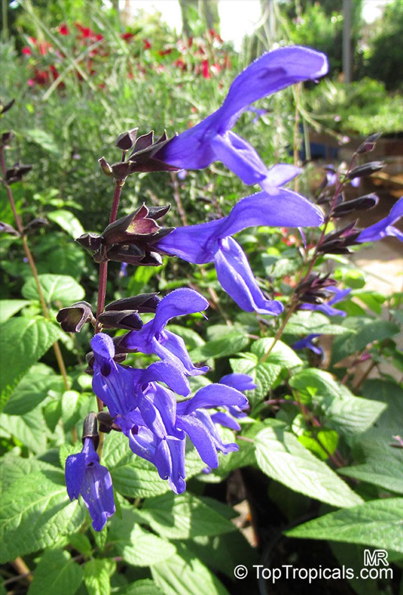 Salvia