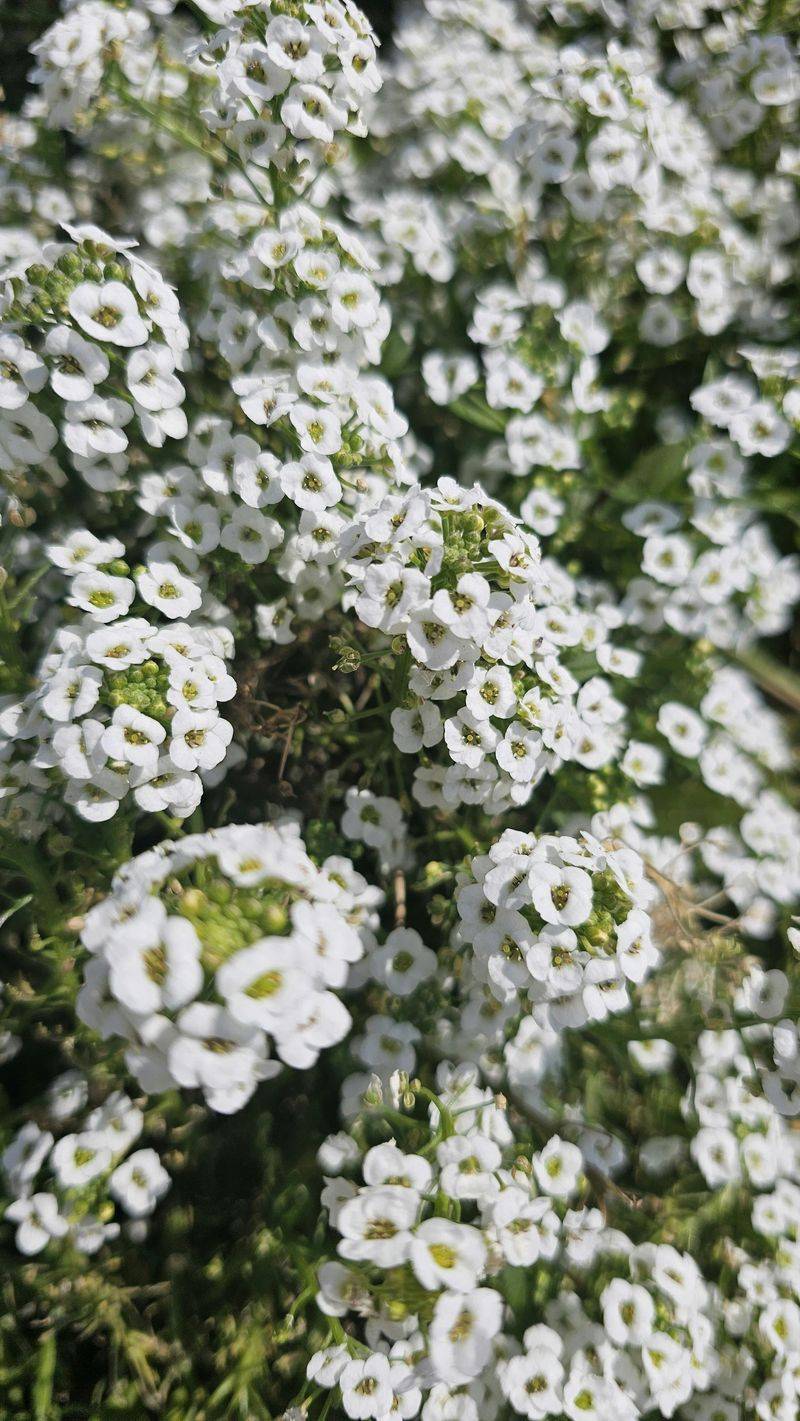 Alyssum
