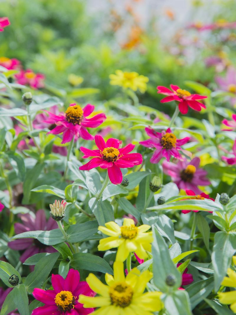 Zinnias
