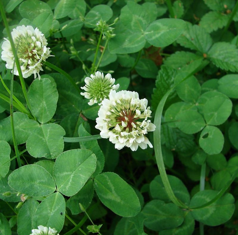 Clover