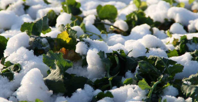 The Spring Gardening Mistakes That Quietly Wreck Your Results