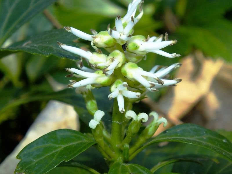Pachysandra