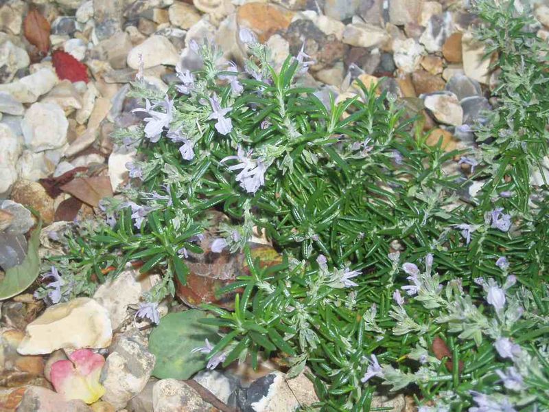 Creeping Rosemary