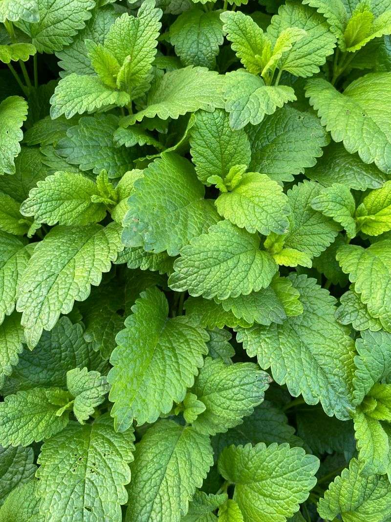 Lemon Balm