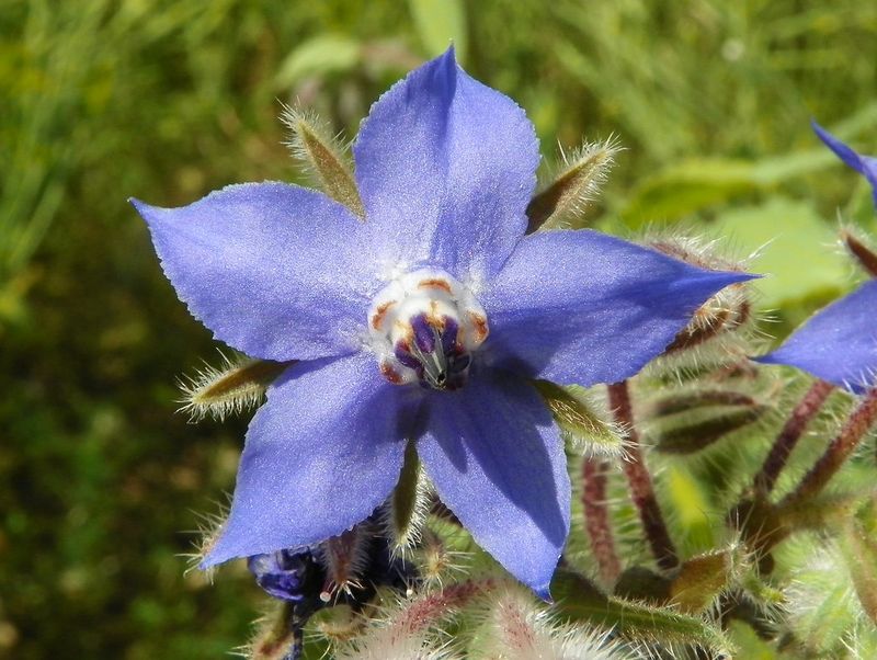 Borage