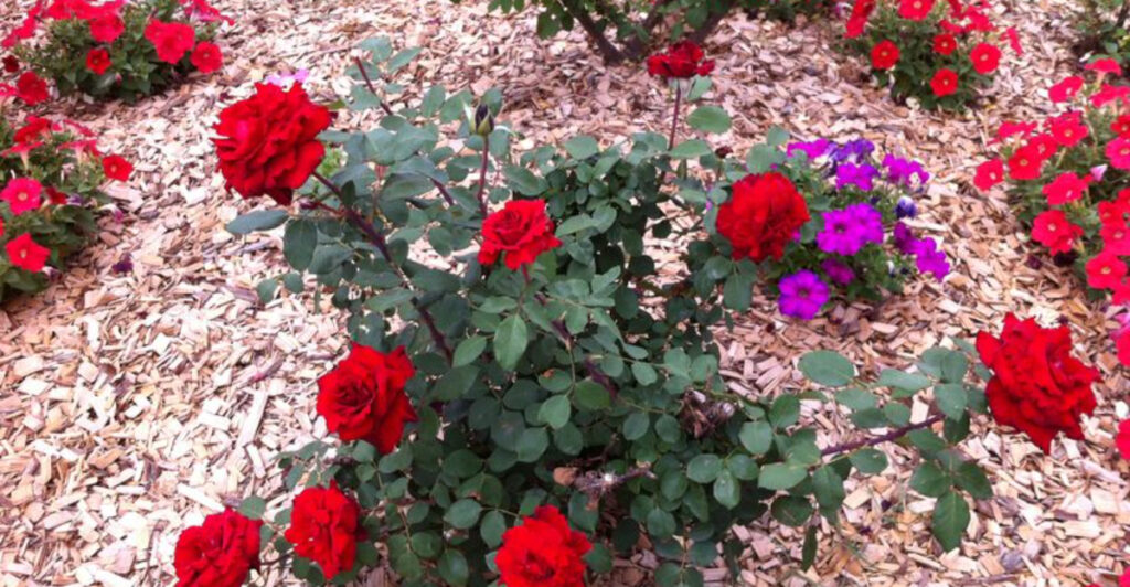 Do This One Simple Task in March for a Weed-Free Garden All Summer Long