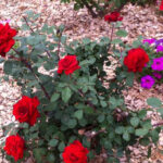 Do This One Simple Task in March for a Weed-Free Garden All Summer Long