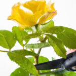 Don’t Prune Your Roses Until You Check This First