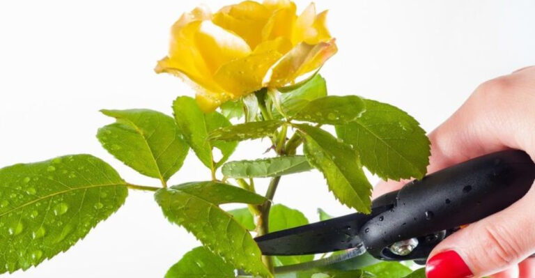 Don’t Prune Your Roses Until You Check This First