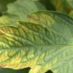 How to Tell If You’re Feeding Your Plants Too Much – and Fix It Fast