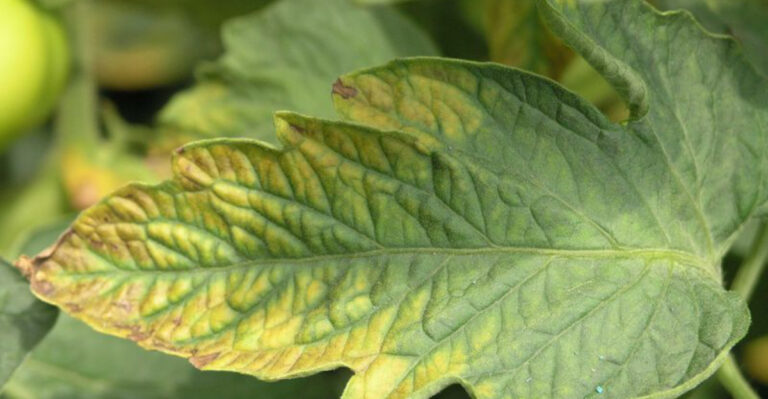 How to Tell If You’re Feeding Your Plants Too Much – and Fix It Fast