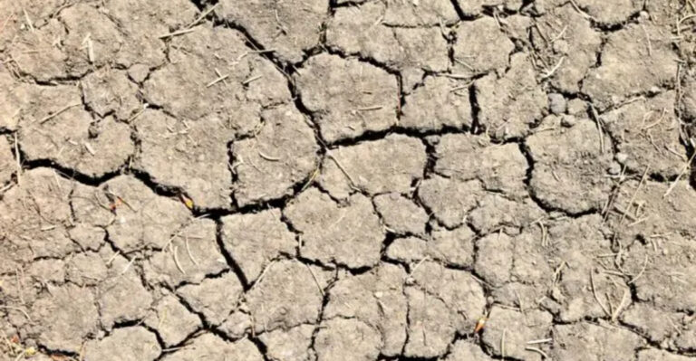 If You Want Better Plants This Spring, Fix the Soil First