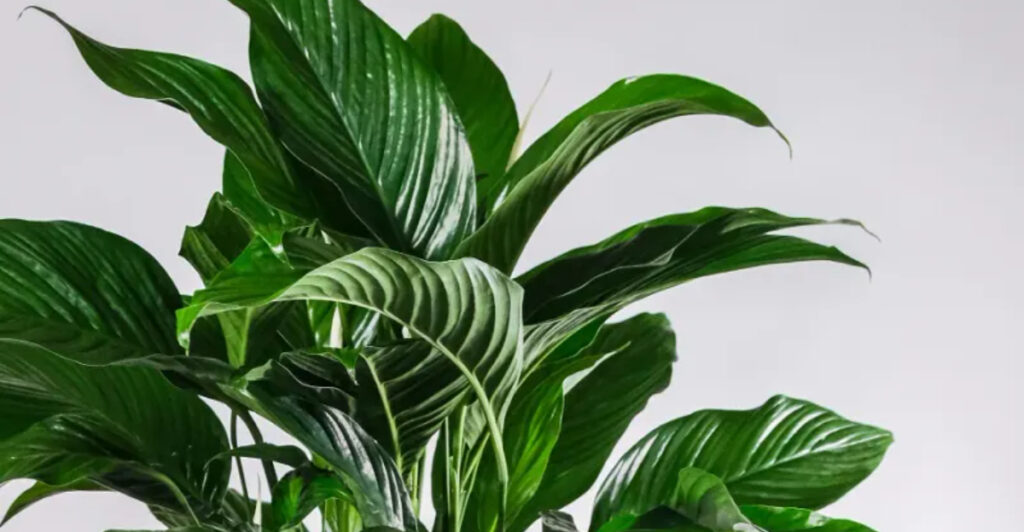 Peace Lily Not Blooming? 4 Things You Should Change Before Spring Reaches Its Peak