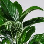 Peace Lily Not Blooming? 4 Things You Should Change Before Spring Reaches Its Peak