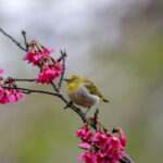 The Backyard Wildlife Truth Nobody Tells You Until Spring Arrives