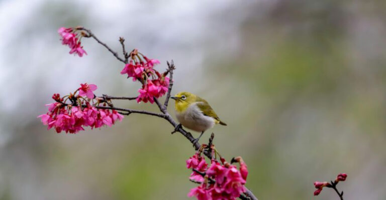 The Backyard Wildlife Truth Nobody Tells You Until Spring Arrives