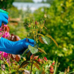 The Early Spring Pest Check That Stops Major Garden Problems Before They Start
