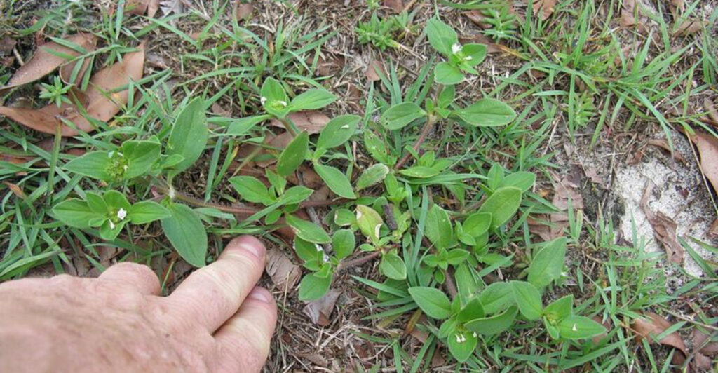 The Early Spring Weed Mistake That Causes Problems All Season