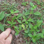 The Early Spring Weed Mistake That Causes Problems All Season