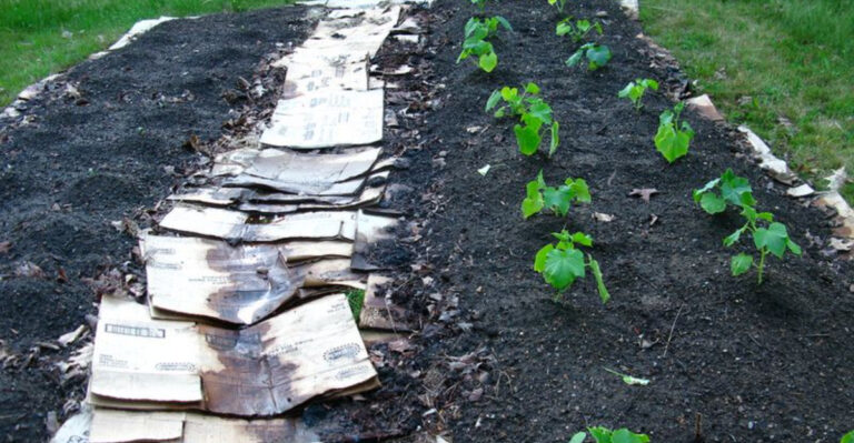 The Lazy Mulch Trick That Keeps Soil Moist and Weeds Down