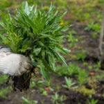 The March Mistake That Leads to More Weeds by May