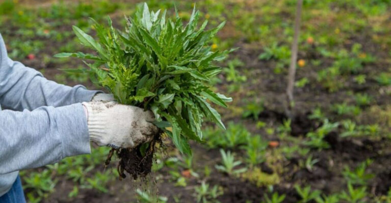 The March Mistake That Leads to More Weeds by May