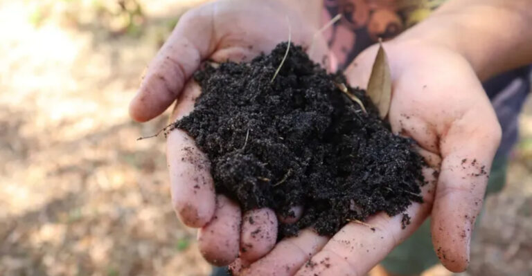 The Simple “Soil-First” Spring Routine Gardeners Are Swearing By in 2026