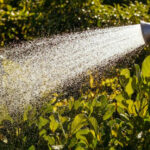 The Smart March Watering Habit That Prevents Root Rot and Saves You Hours Later