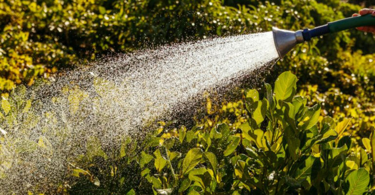 The Smart March Watering Habit That Prevents Root Rot and Saves You Hours Later