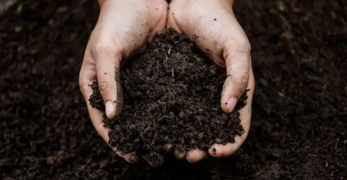 The Soil Fix Smart Gardeners Make Before Planting Anything in Spring