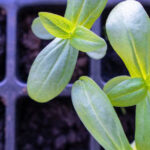The Early Spring Habit That Can Make or Break Your Seedlings