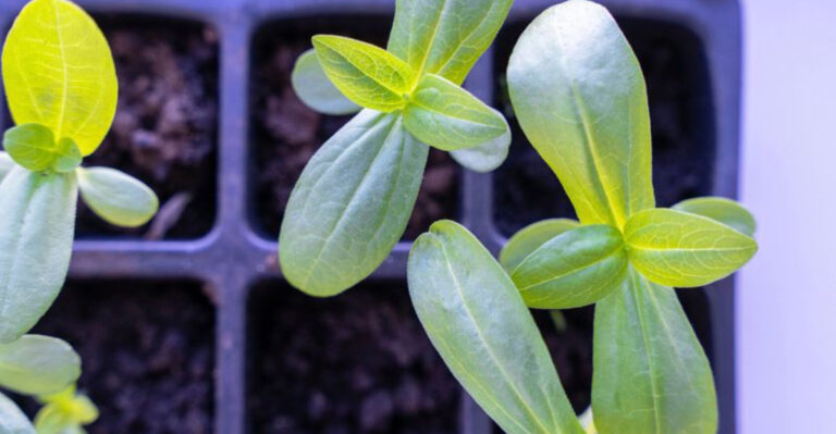 The Early Spring Habit That Can Make or Break Your Seedlings