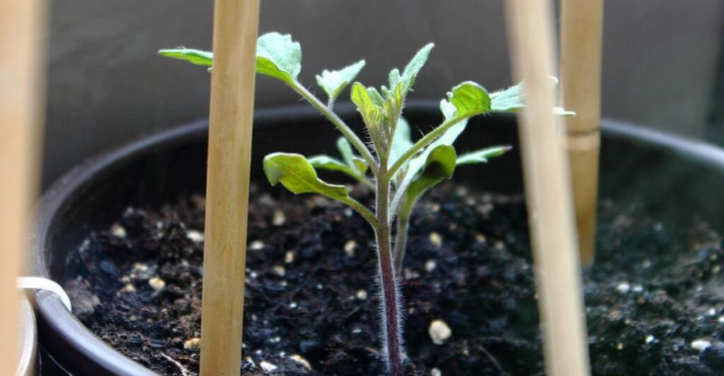 What to Start Indoors Now Before the Spring Rush Begins