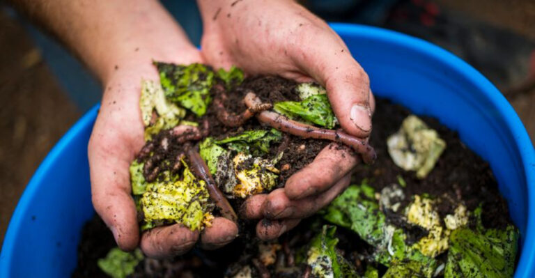 Why More Gardeners Are Switching to Peat-Free Compost in 2026 (And What to Use Instead)