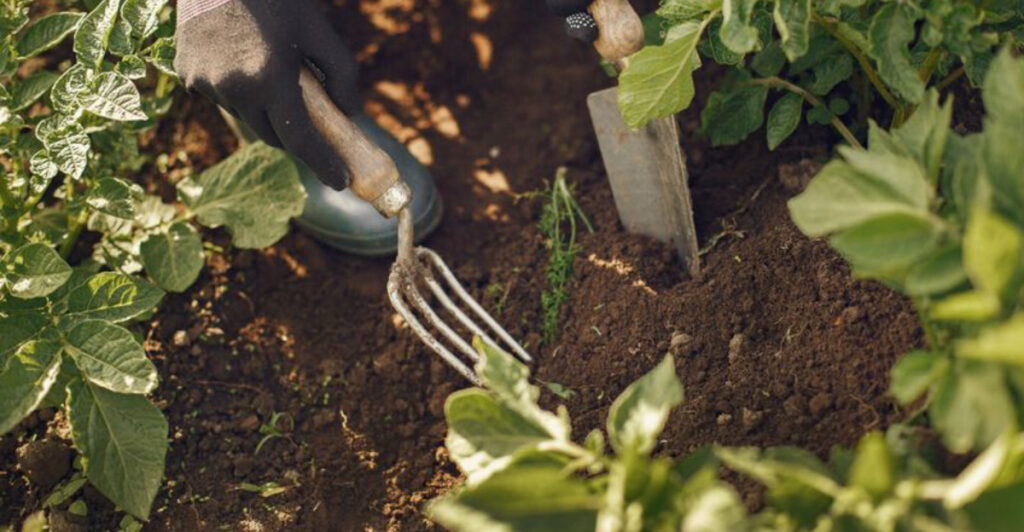 Why Your March Garden Looks Slow – And What It Probably Needs