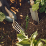 Why Your March Garden Looks Slow – And What It Probably Needs