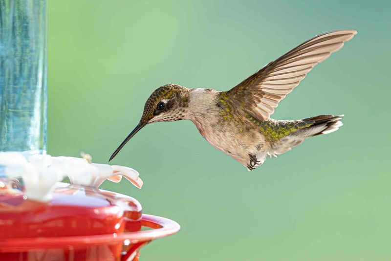 Fewer visits do not prove the feeder scared birds away