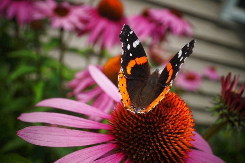 Purple Coneflower (Echinacea)