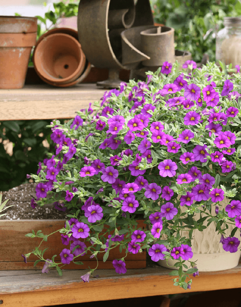 Calibrachoa (Million Bells)