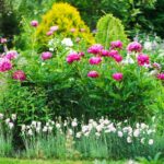 15 Ways to Keep Your Peonies Blooming Longer — And the Mistakes You’ll Regret