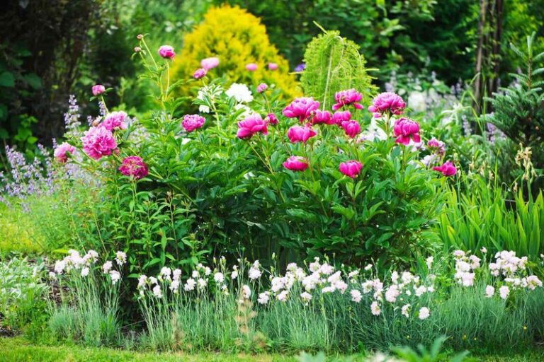 15 Ways to Keep Your Peonies Blooming Longer — And the Mistakes You’ll Regret