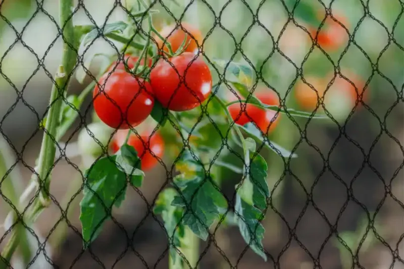 Cover Plants With Bird Netting